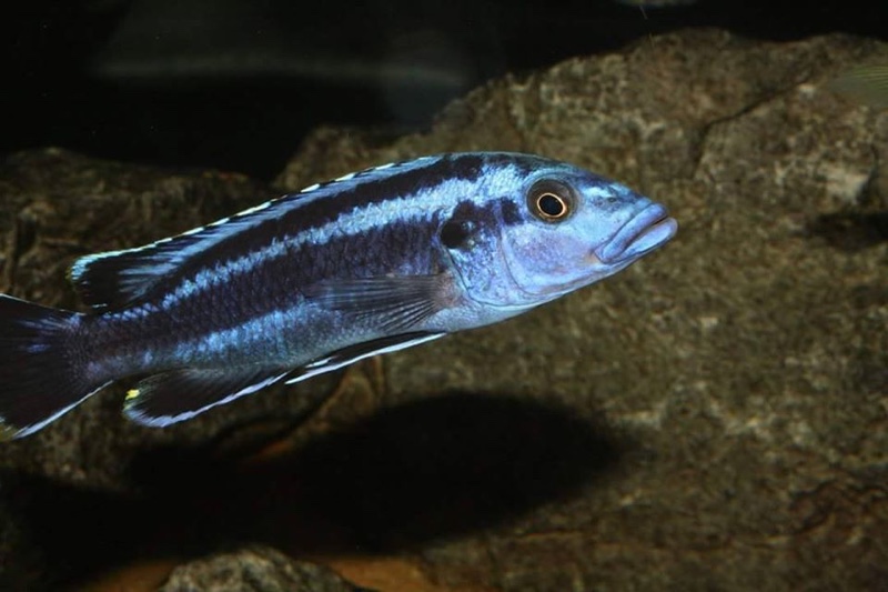 Melanochromis kaskazini